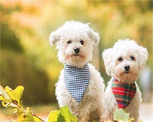 重庆供卵试管公司排名 重庆三代供卵试管的费用是多少? ‘看b超单孕囊鉴定男