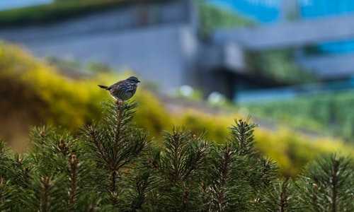 澳洲188a创业移民（原来海外人士选择澳洲雇主担保移民的经历是这样的）