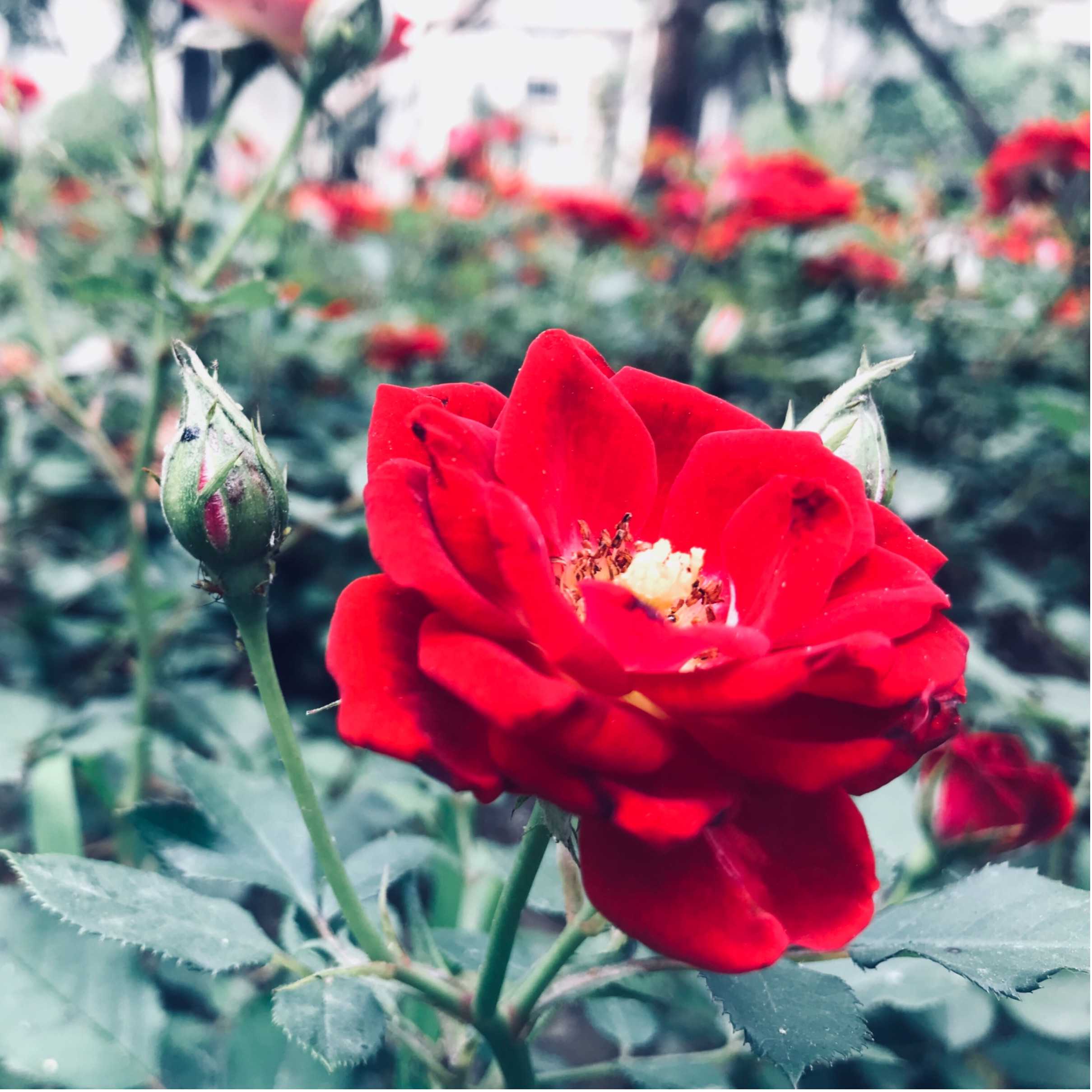 施工行业 新西兰移民（新西兰签证申请常见问题）