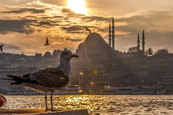 新西兰移民中介公司【新西兰内部邮件揭秘变政Upcoming!】