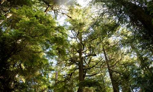 新西兰wh移民【新西兰留学移民如何择校？先来了解新西兰的高等教育】